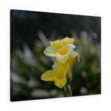 Daffodil Canvas Gallery Wrap