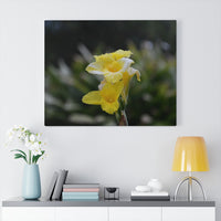 Daffodil Canvas Gallery Wrap